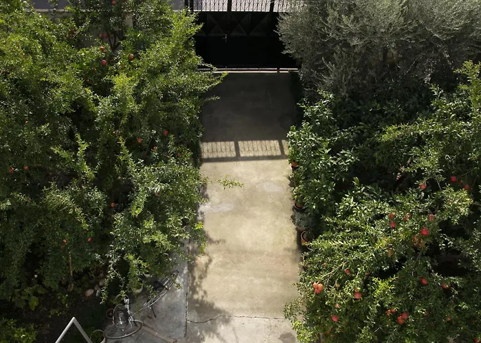 Old Olive * טיראנה